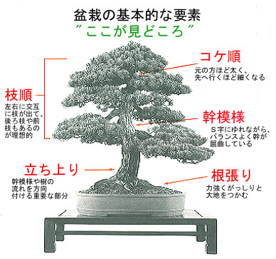 盆栽専科これが盆栽だ 見方・楽しみ方/自然の友社