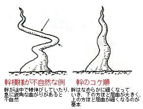 09.樹形デザイン│初歩から学べる盆栽教室│盆栽、盆栽書籍、盆栽鉢の
