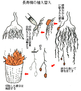 9月 10月の管理レシピ 今月の作業 管理レシピ 盆栽 盆栽書籍 盆栽鉢の通販 近代出版