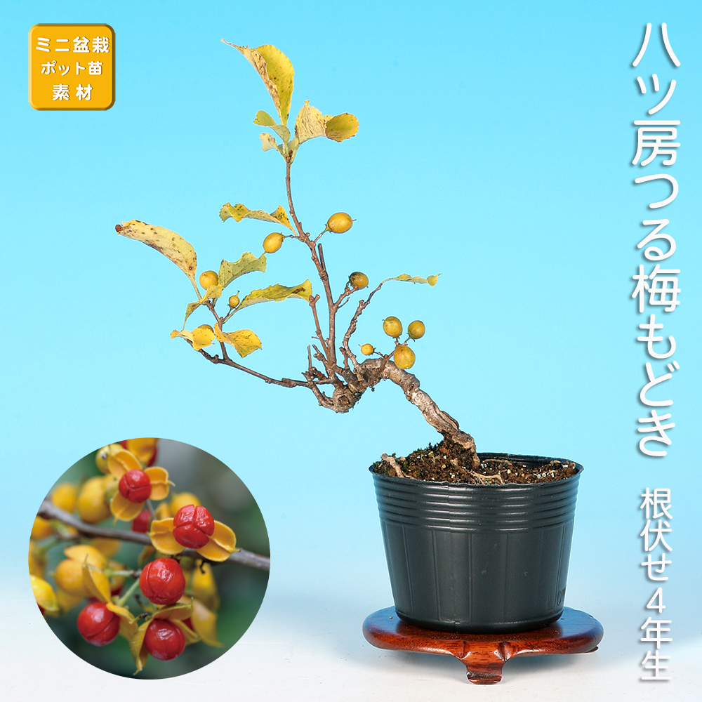 八ッ房つる梅もどき