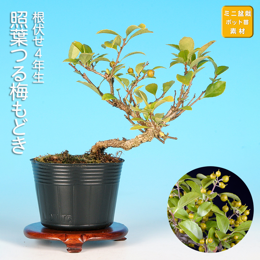 照葉つる梅もどき