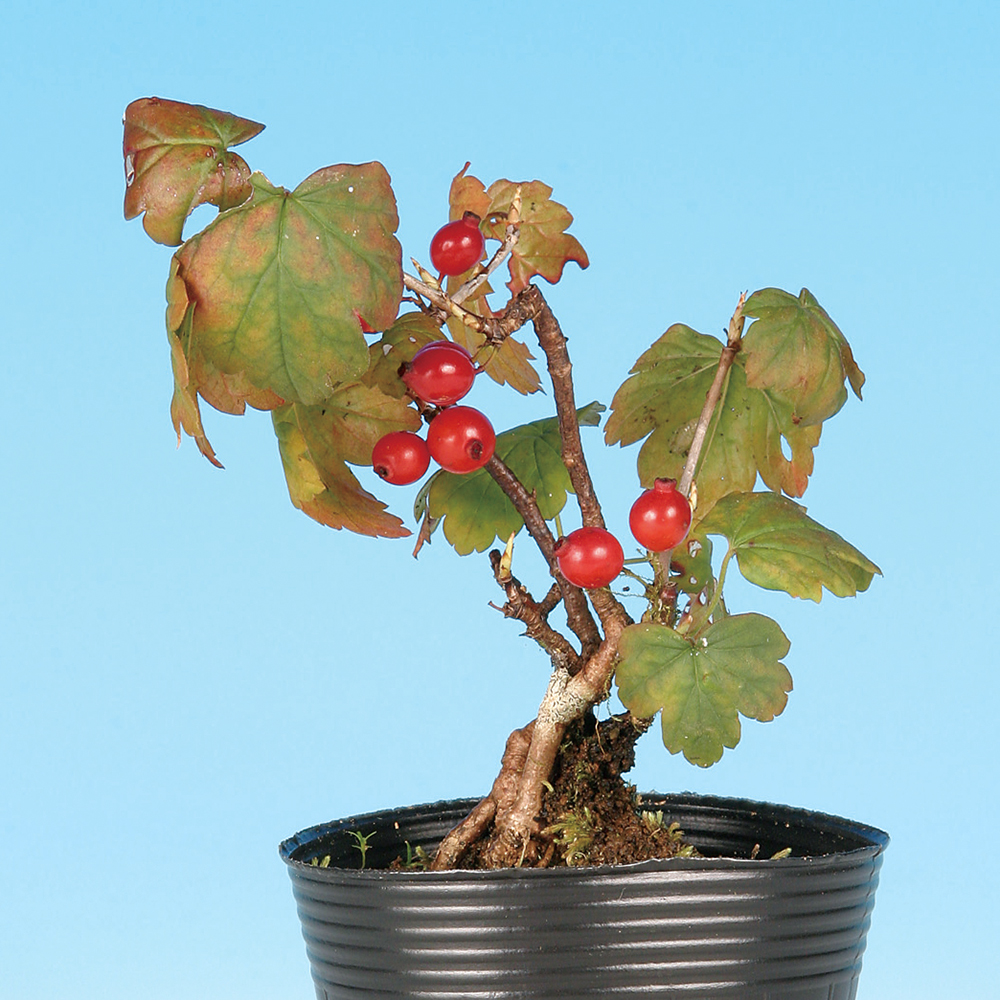 お盆お値下げ‼️【新品未使用】金敷駸房　作品集　3冊セット やぶさんざし | 盆栽、盆栽書籍、盆栽鉢の通販│近代出版