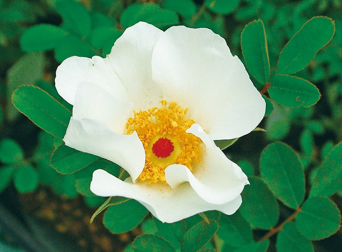 ヤエヤマノイバラ