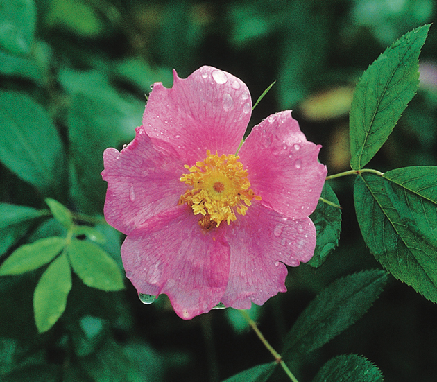 オオタカネバラ