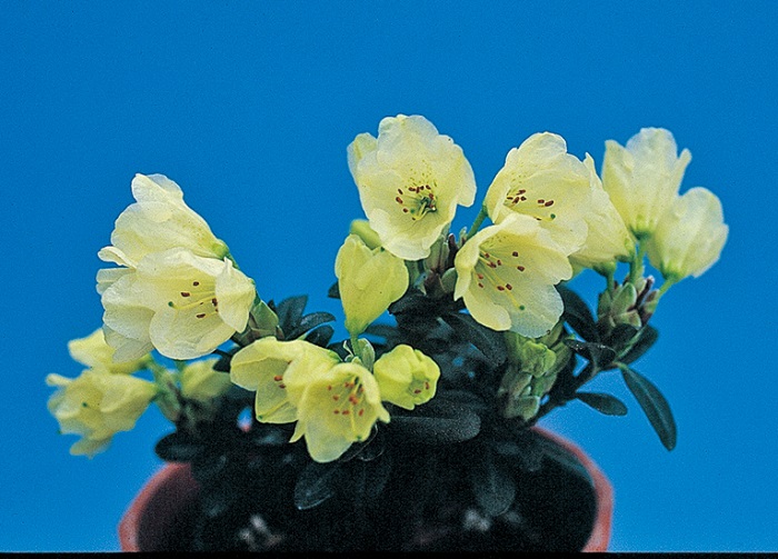 ミニシャクナゲ「レン」