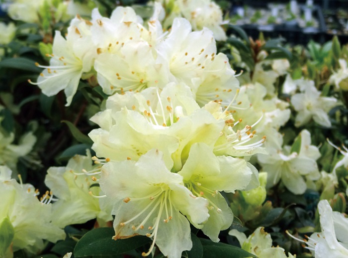 ヒカゲツツジ伊勢産