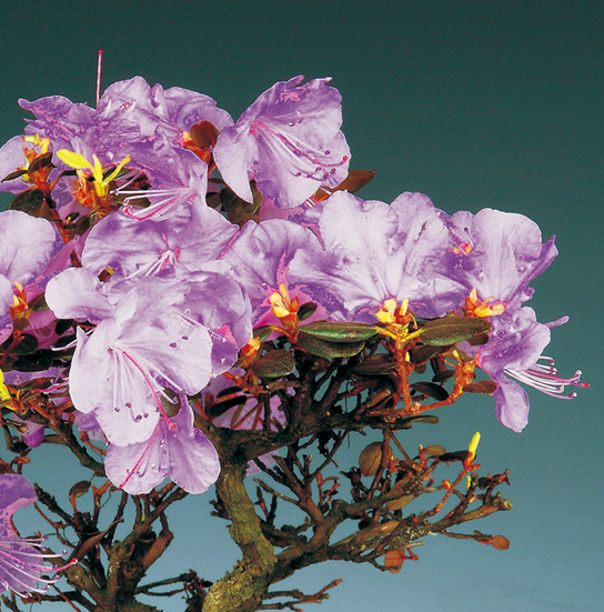 ヒメエゾムラサキツツジ | 盆栽、盆栽書籍、盆栽鉢の通販│近代出版