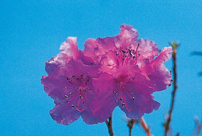 タンナゲンカイツツジ