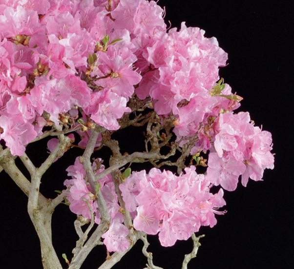 【引き取り限定】ツツジ 盆栽 ピンク 花　※値下げ可 引き取り限定】ツツジ 盆栽 ピンク 花 ※値下げ可