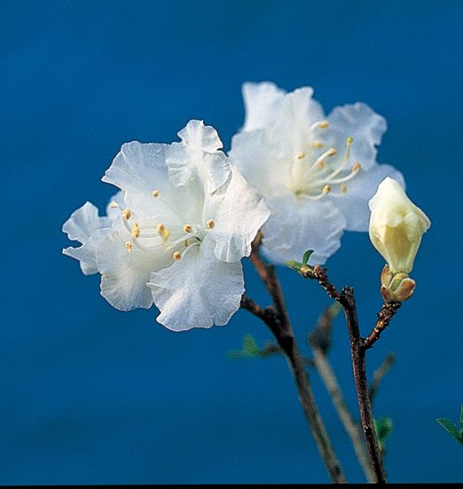 白花タンナゲンカイツツジ