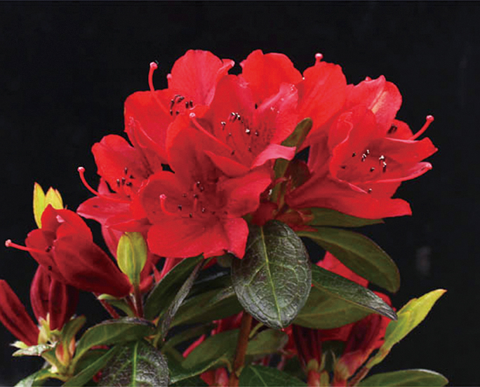 カラフネツツジ | 盆栽、盆栽書籍、盆栽鉢の通販│近代出版