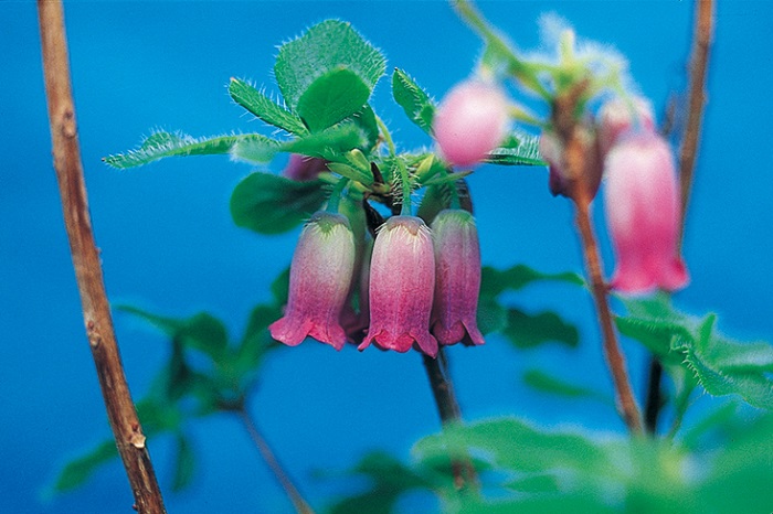 ハコネムラサキツリガネツツジ