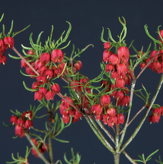 柳葉ドウダンツツジ