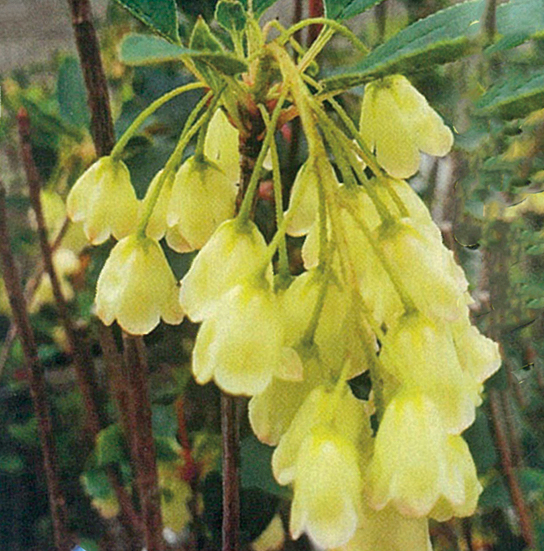 お盆特価。厳選ドウダンツツジ。 お盆特価。厳選ドウダンツツジ。 お盆特価。厳選ドウダンツツジ。 お盆