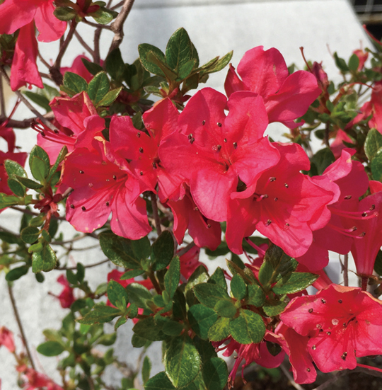 ミヤマキリシマツツジ「紅小町」