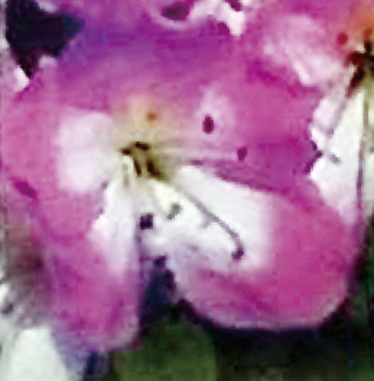 ミヤマキリシマツツジ「満月」