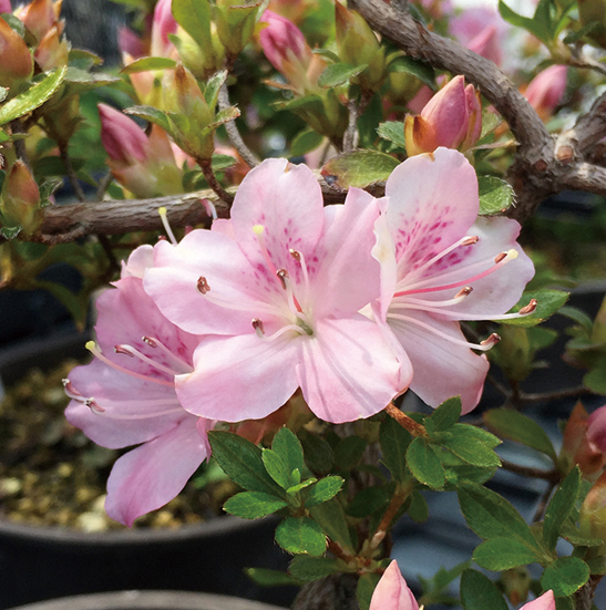 樹高8㎝　根上がりミヤマキリシマ　ピンク　小品　盆栽　黒松　真柏　五葉松 樹高8㎝ 根上がりミヤマキリシマ ピンク 小品 盆栽 黒松 真柏 五葉松 花物