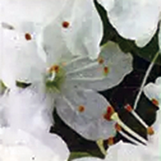 ミヤマキリシマツツジ「松月」