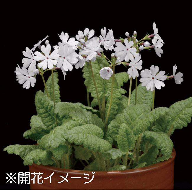 白花サクラソウ　7.5cmﾎﾟｯﾄ