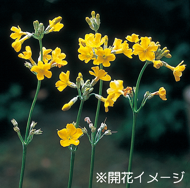 黄花クリンソウ　9cmﾎﾟｯﾄ