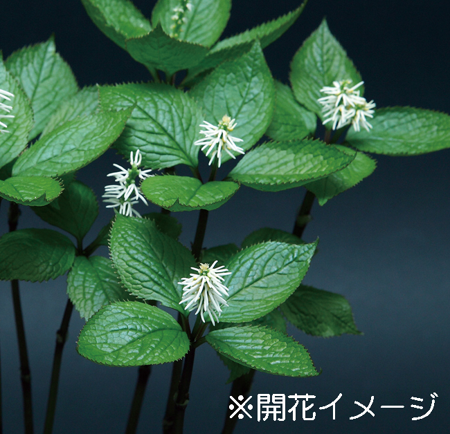 ヒトリシズカ　9cmﾎﾟｯﾄ