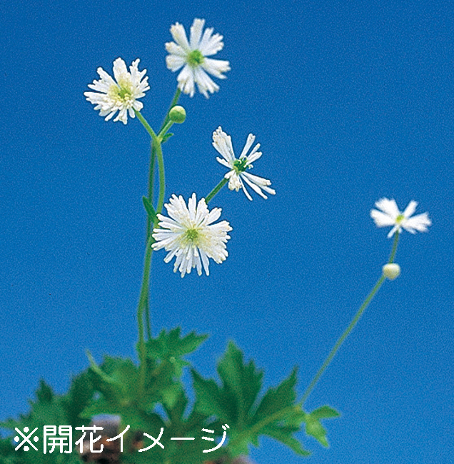 モミジカラマツ　9cmﾎﾟｯﾄ