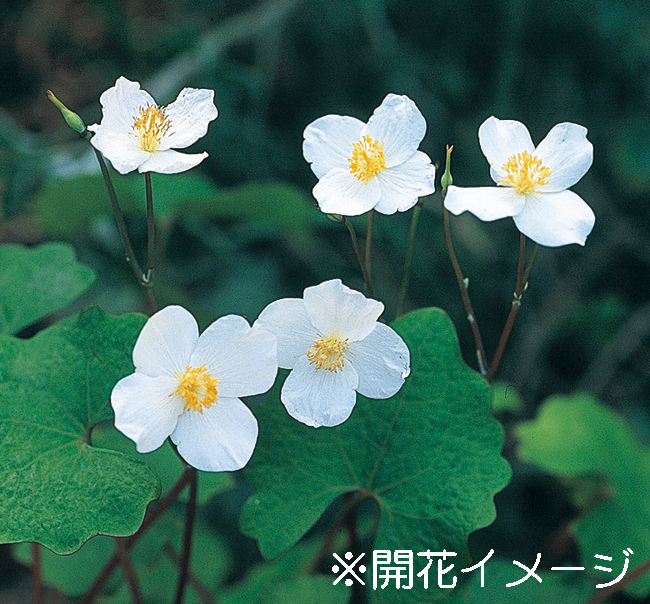 シラユキゲシ　9cmﾎﾟｯﾄ