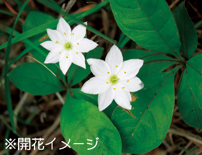 ツマトリソウ　7.5cmﾎﾟｯﾄ