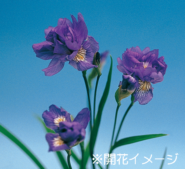 八重咲ヒメシャガ　9cmﾎﾟｯﾄ