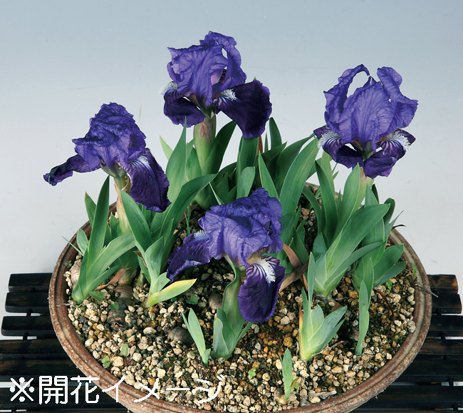 ナンキンアヤメ　9cmﾎﾟｯﾄ