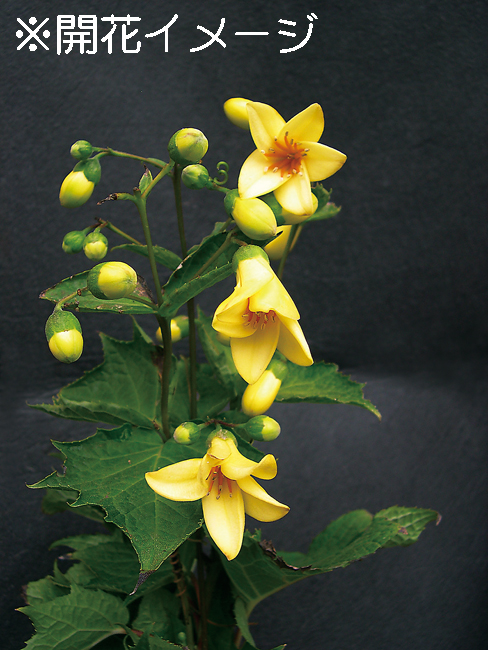 キレンゲショウマ　9cmﾎﾟｯﾄ