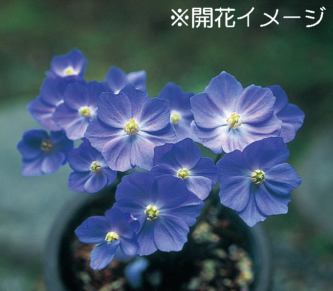 タツタソウ　9cmﾎﾟｯﾄ