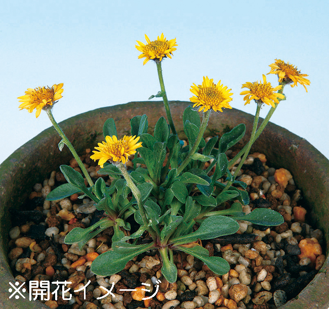 ヒメキバナアズマギク　9cmﾎﾟｯﾄ