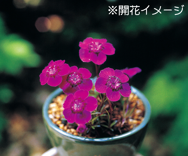 濃色オヤマナデシコ　7.5cmﾎﾟｯﾄ
