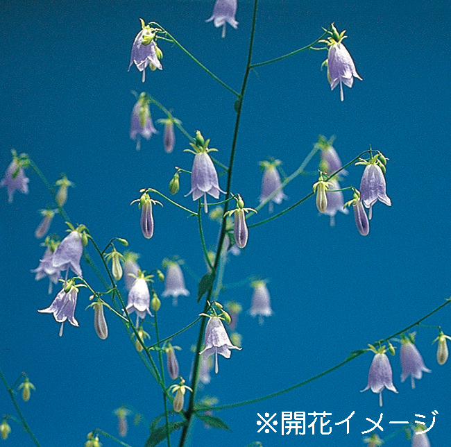 ツリガネニンジン　9cmﾎﾟｯﾄ