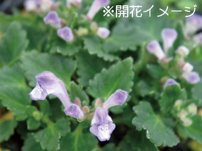 ヤクシマタツナミソウ　7.5cmﾎﾟｯﾄ