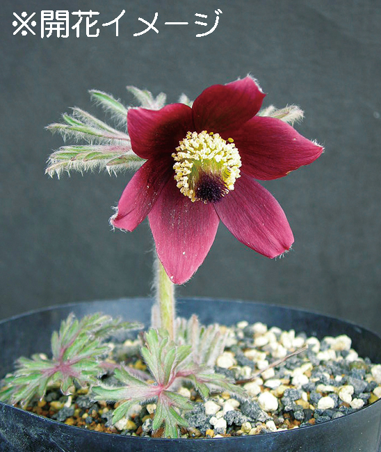 オキナグサ　9cmﾎﾟｯﾄ