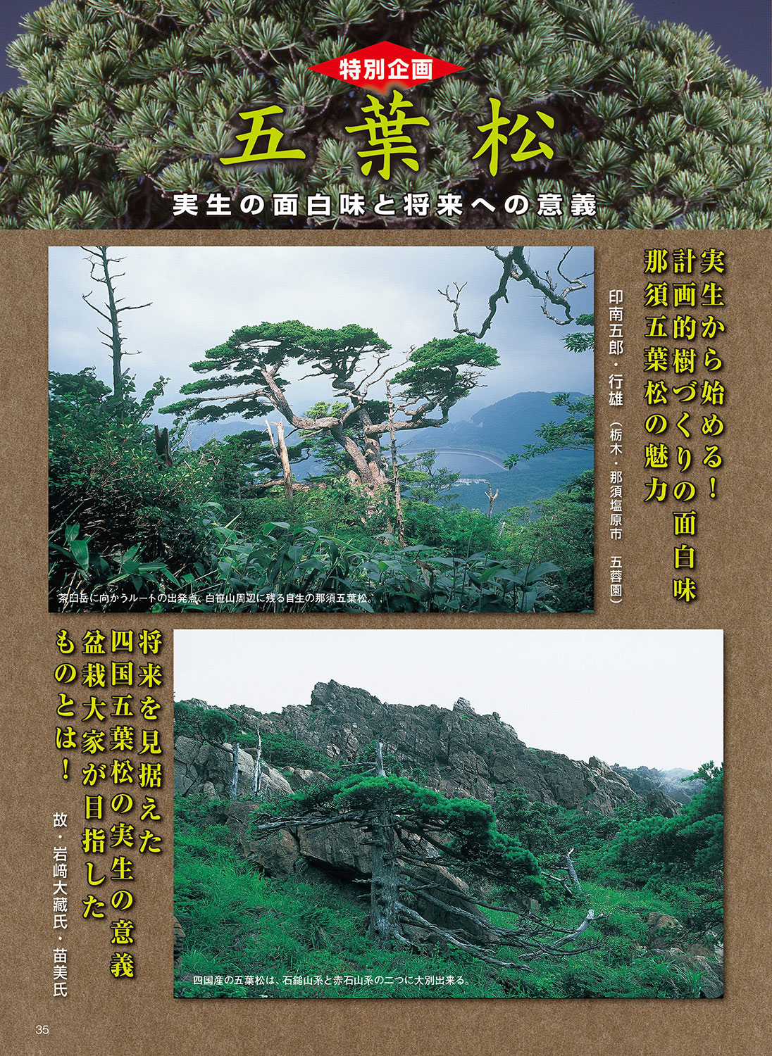 月刊「近代盆栽」2022年3月号 | 盆栽、盆栽書籍、盆栽鉢の通販