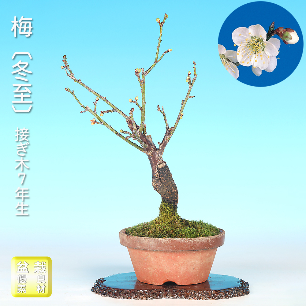 お買い得盆栽 | 盆栽、盆栽書籍、盆栽鉢の通販│近代出版