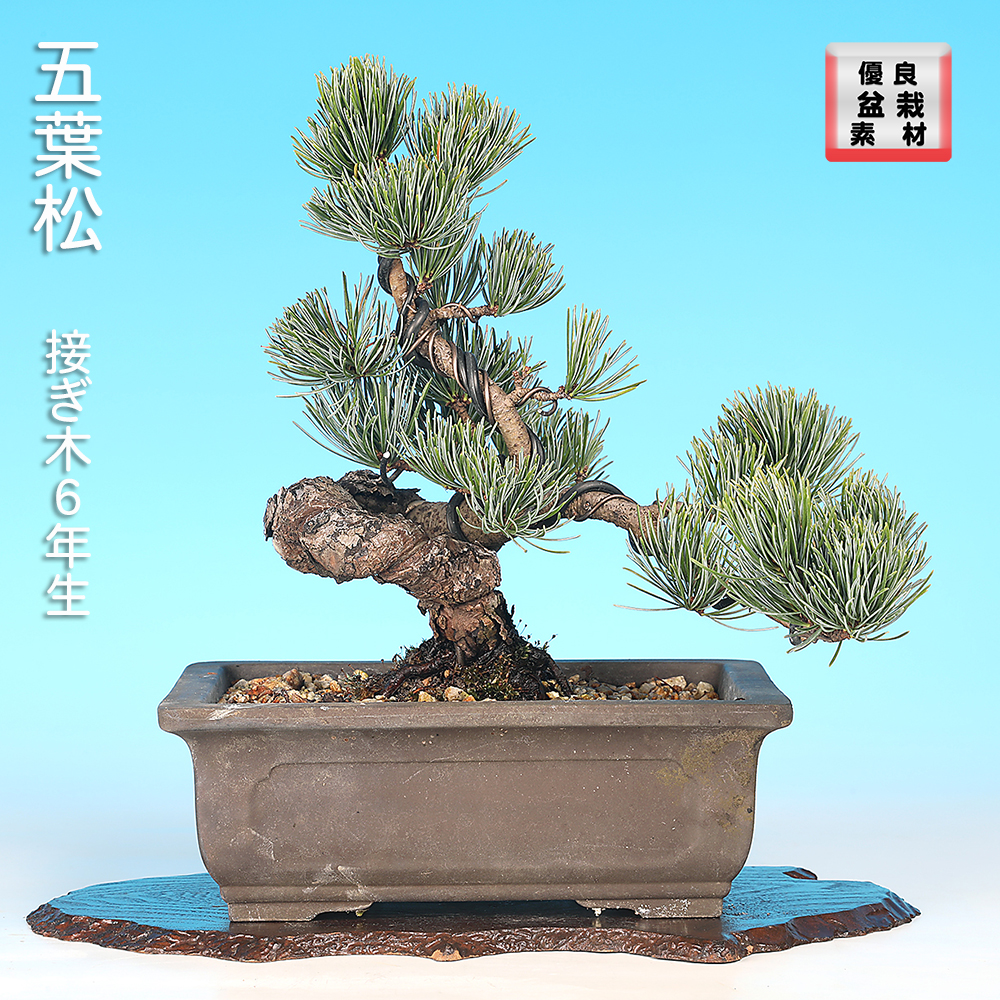 お買い得盆栽 | 盆栽、盆栽書籍、盆栽鉢の通販│近代出版