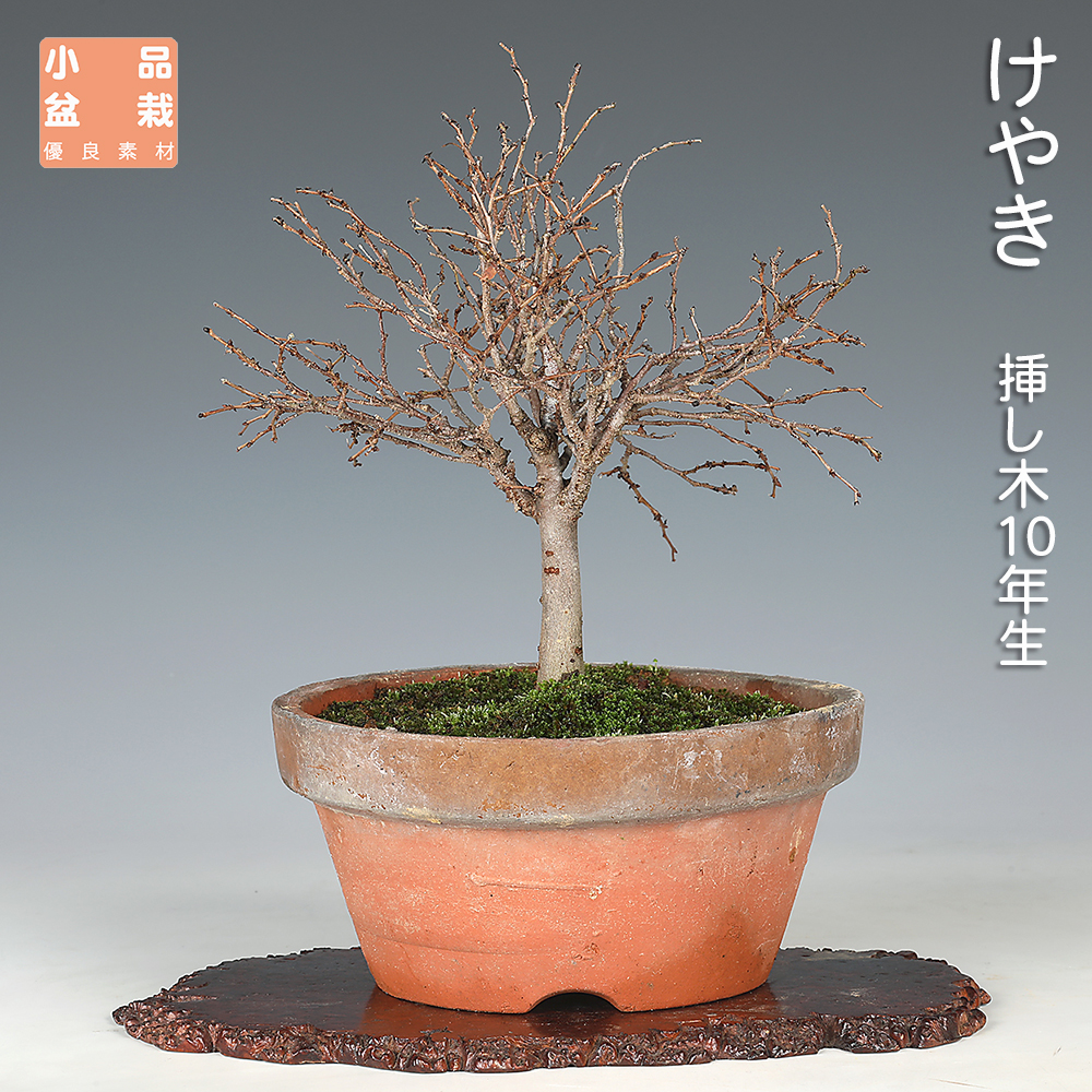 お買い得盆栽 | 盆栽、盆栽書籍、盆栽鉢の通販│近代出版