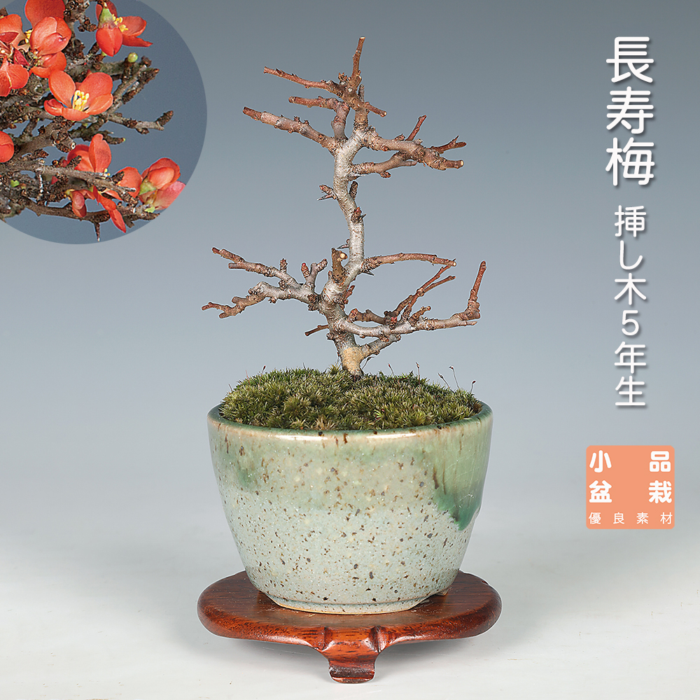 お買い得盆栽 | 盆栽、盆栽書籍、盆栽鉢の通販│近代出版