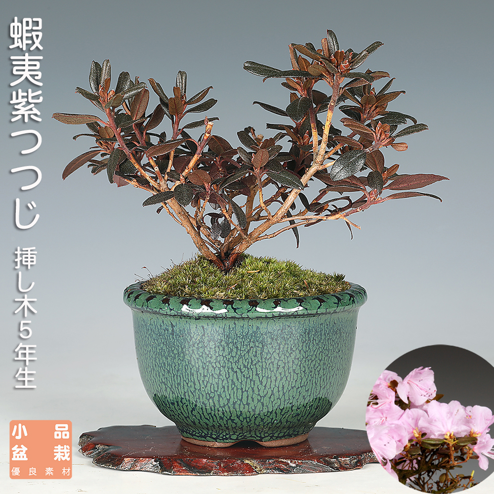 お買い得盆栽 | 盆栽、盆栽書籍、盆栽鉢の通販│近代出版