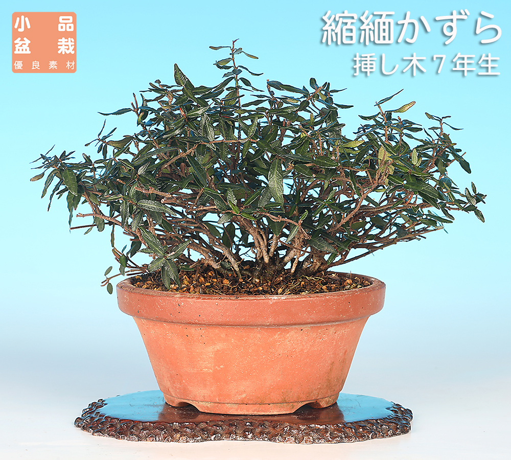 お買い得盆栽 | 盆栽、盆栽書籍、盆栽鉢の通販│近代出版