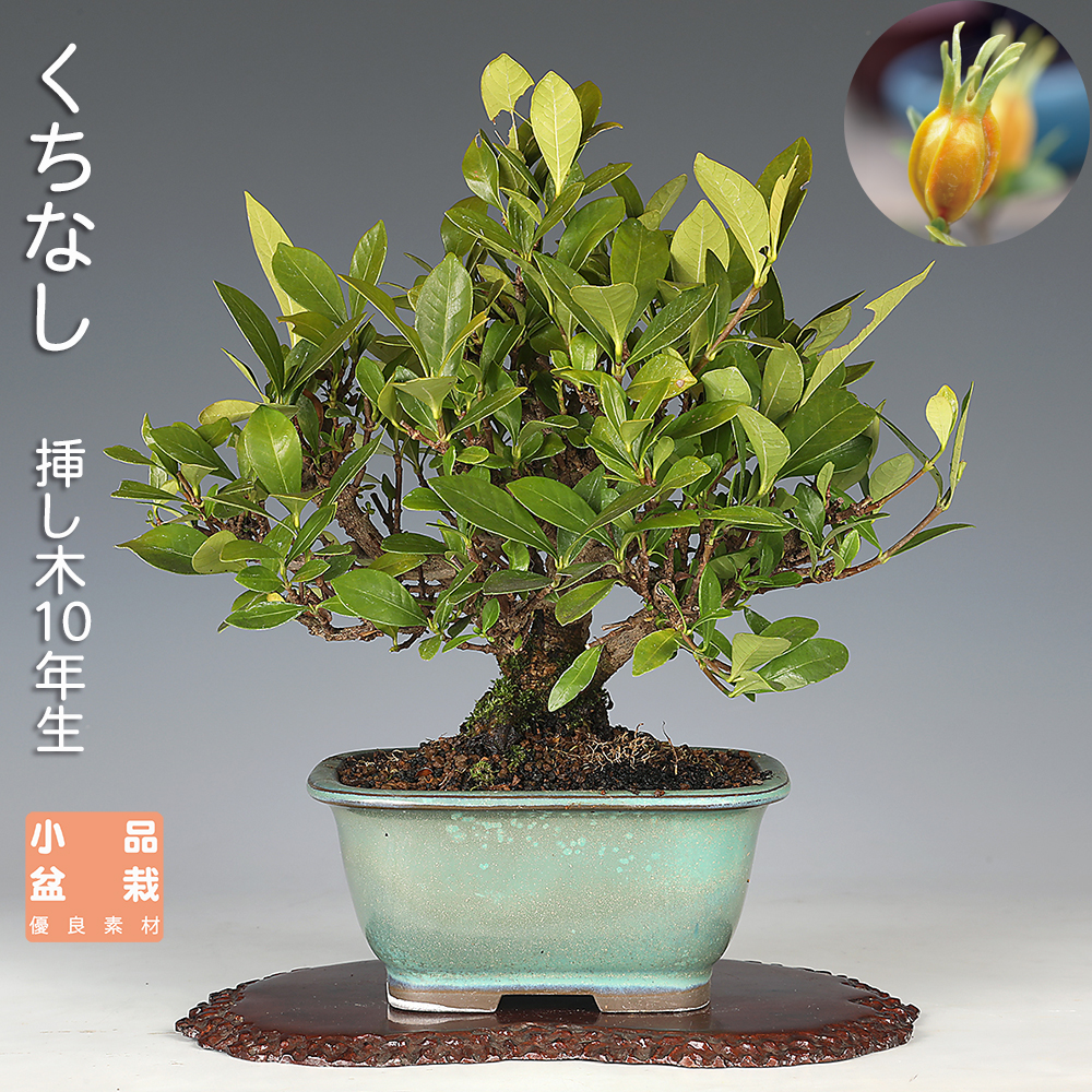 お買い得盆栽 | 盆栽、盆栽書籍、盆栽鉢の通販│近代出版