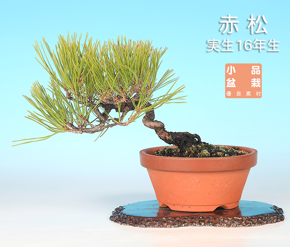 お買い得盆栽 | 盆栽、盆栽書籍、盆栽鉢の通販│近代出版