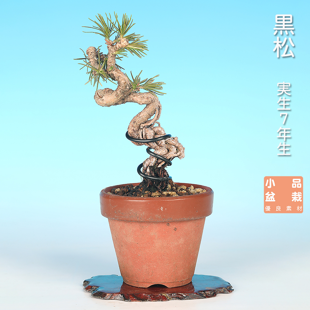 お買い得盆栽 | 盆栽、盆栽書籍、盆栽鉢の通販│近代出版