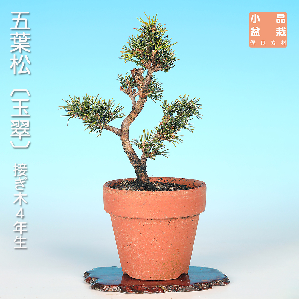 お買い得盆栽 | 盆栽、盆栽書籍、盆栽鉢の通販│近代出版