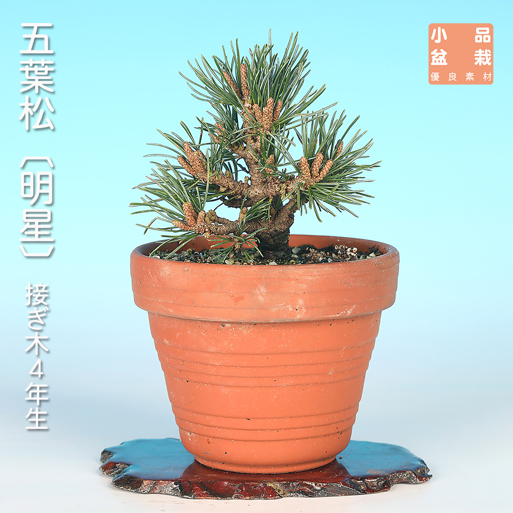 お買い得盆栽 | 盆栽、盆栽書籍、盆栽鉢の通販│近代出版