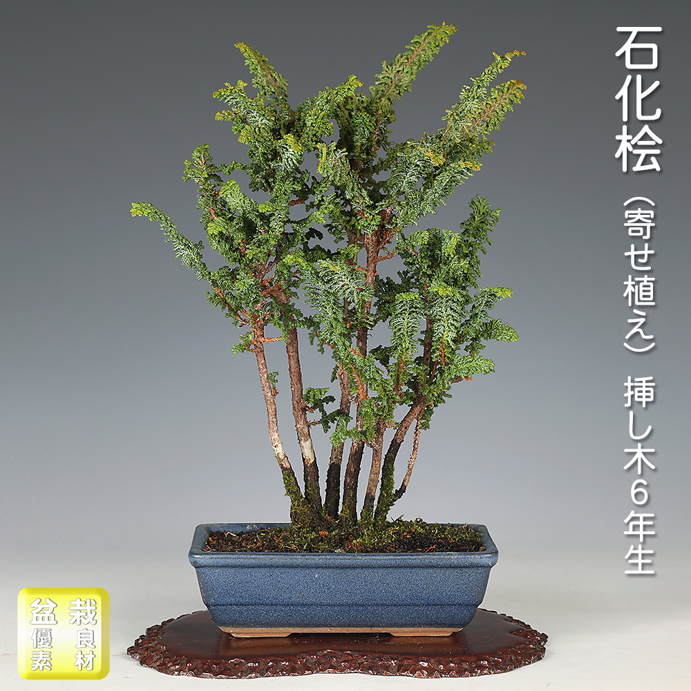 お買い得盆栽 | 盆栽、盆栽書籍、盆栽鉢の通販│近代出版